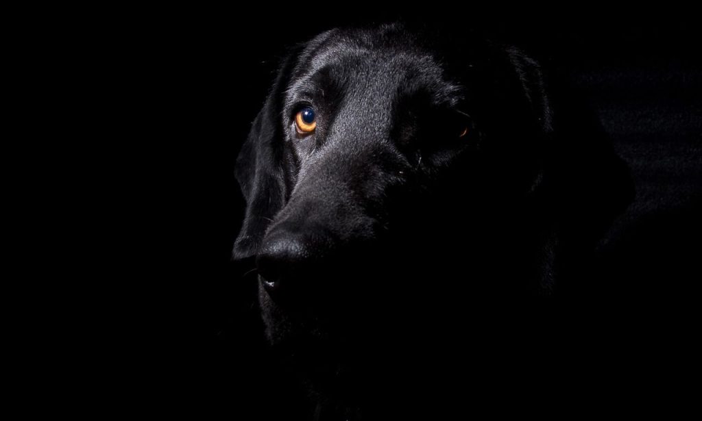 What is the Black Dog in Trucking?